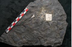 Foto (Detailansicht) von Cupanites novae zeelandiae Ettingshausen (NHMW-GEO-2024-0188-10248)